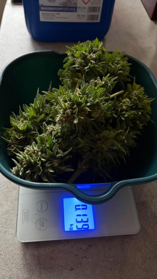 Caramellow Kush Auto. Week 13