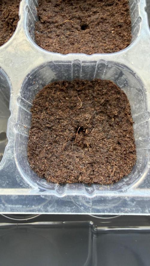 Afghan Kush. Week 0