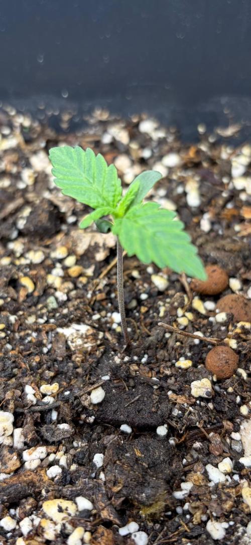 Afghan Kush. Week 1