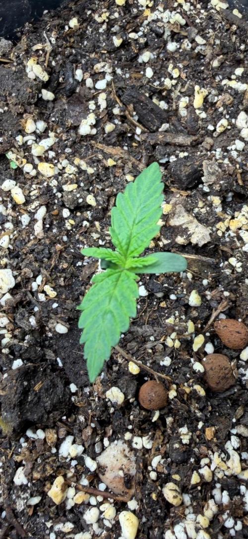 Afghan Kush. Week 1