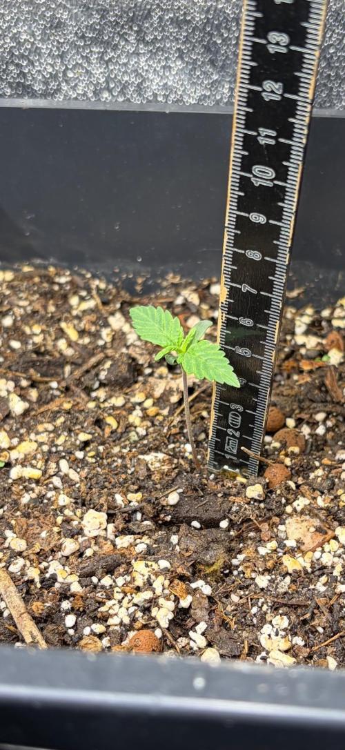 Afghan Kush. Week 1