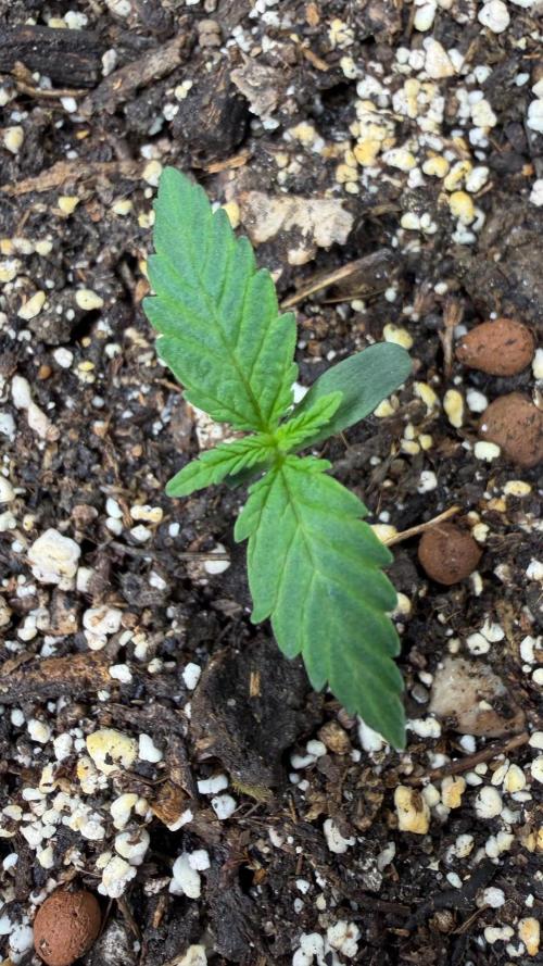 Afghan Kush. Week 1