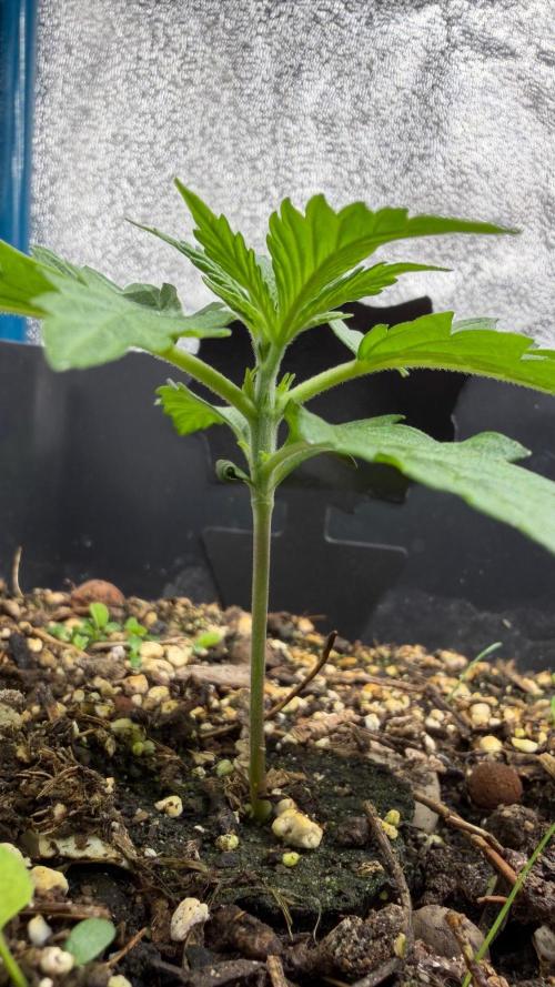 Afghan Kush. Week 2
