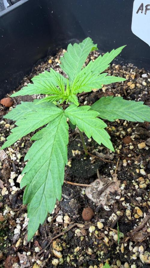 Afghan Kush. Week 2