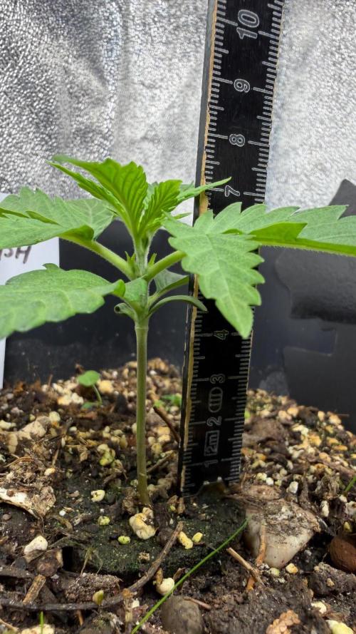 Afghan Kush. Week 2