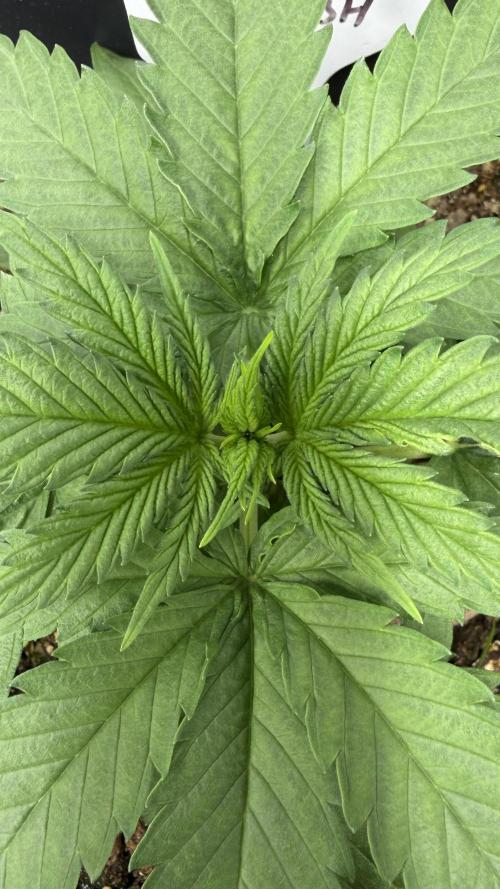 Afghan Kush. Week 3