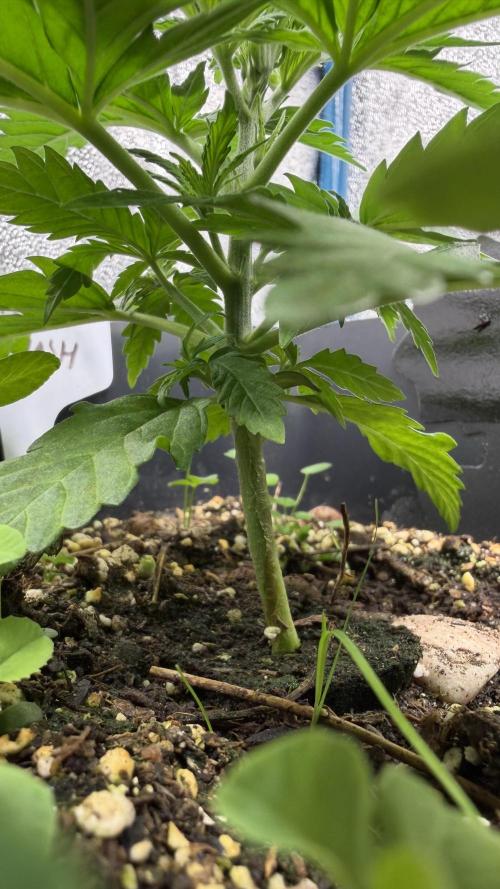 Afghan Kush. Week 3