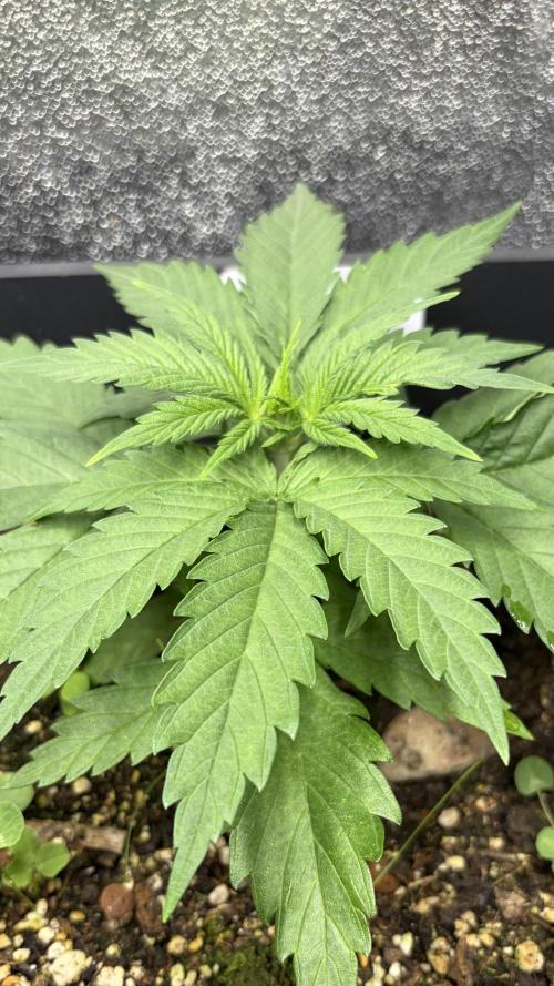 Afghan Kush. Week 3