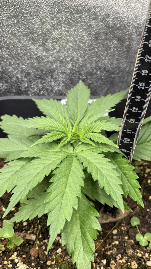 Afghan Kush. Week 3