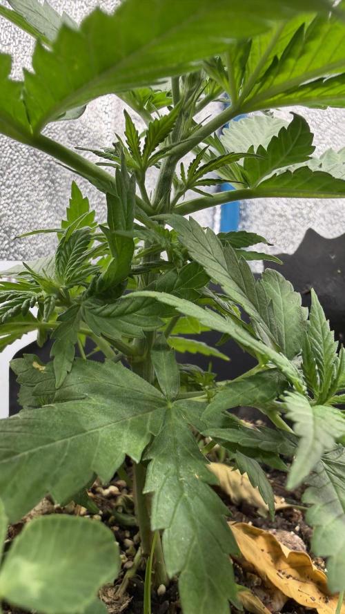 Afghan Kush. Week 4