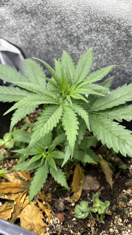Afghan Kush. Week 4