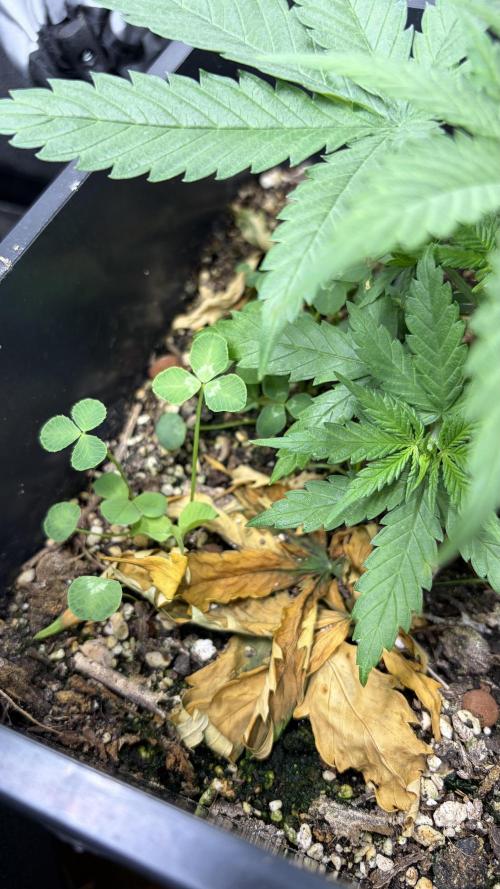 Afghan Kush. Week 4