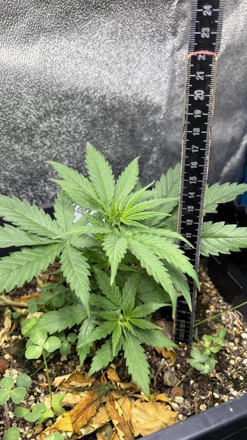 Afghan Kush Regular. Week 4