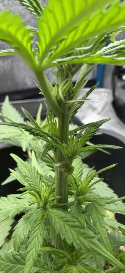 Afghan Kush. Week 5