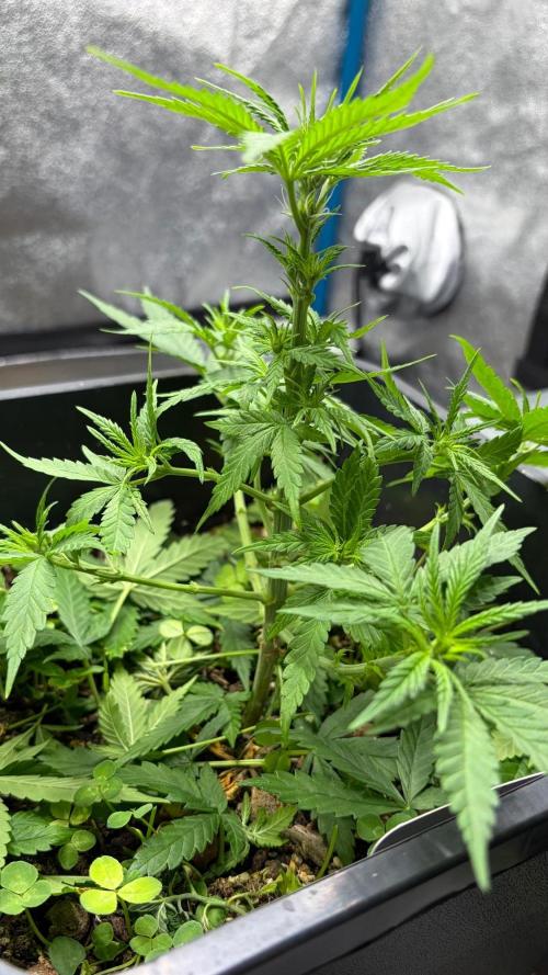 Afghan Kush. Week 5