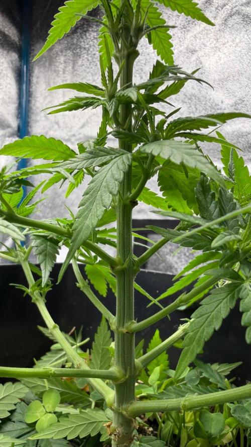 Afghan Kush. Week 5