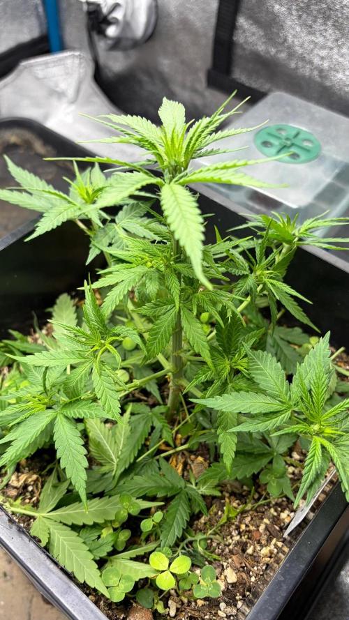 Afghan Kush Regular. Week 5