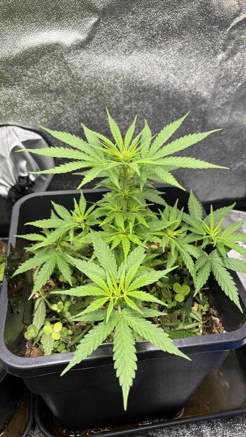 Afghan Kush. Week 6