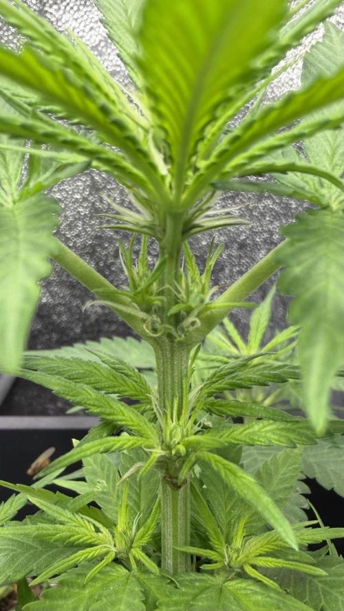 Afghan Kush. Week 6