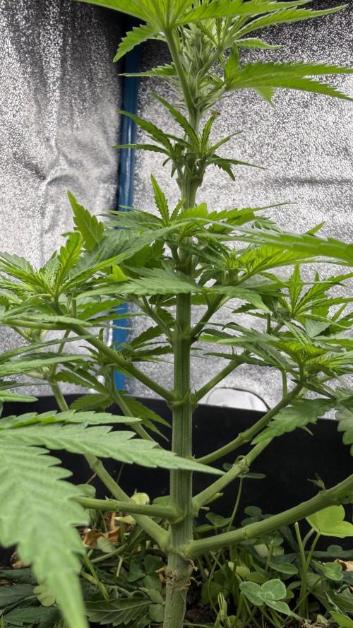 Afghan Kush. Week 6