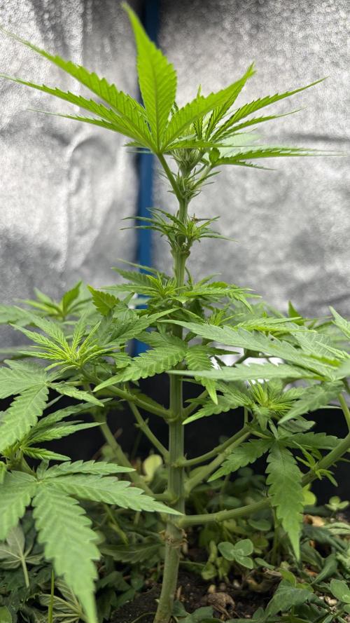Afghan Kush. Week 6