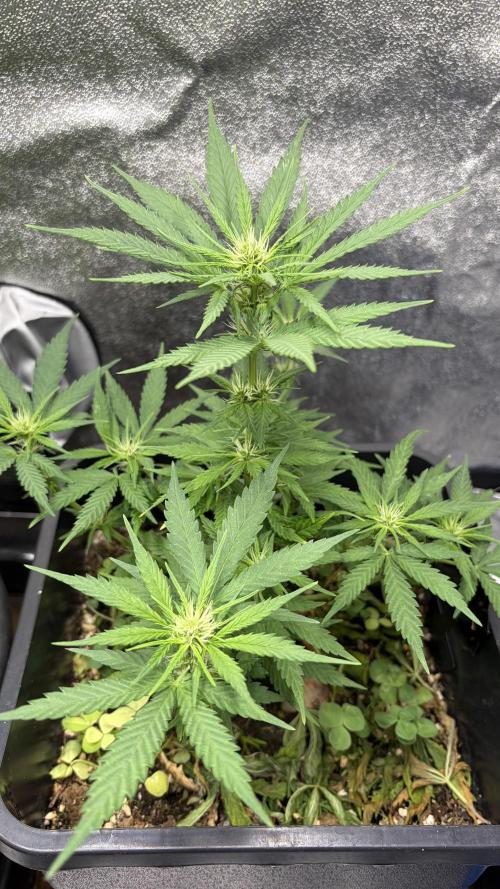 Afghan Kush. Week 7 - gesundes Grün 💚