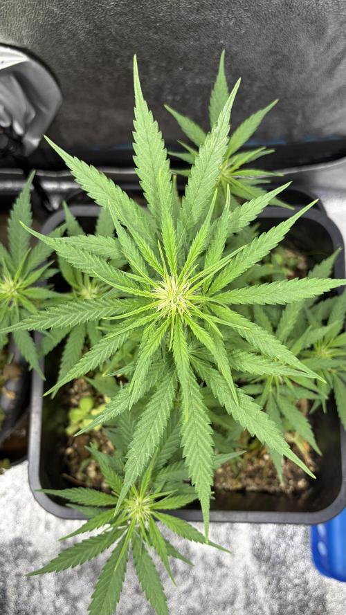 Afghan Kush. Week 7