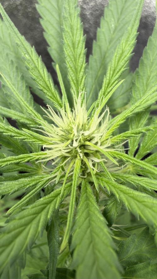 Afghan Kush. Week 7