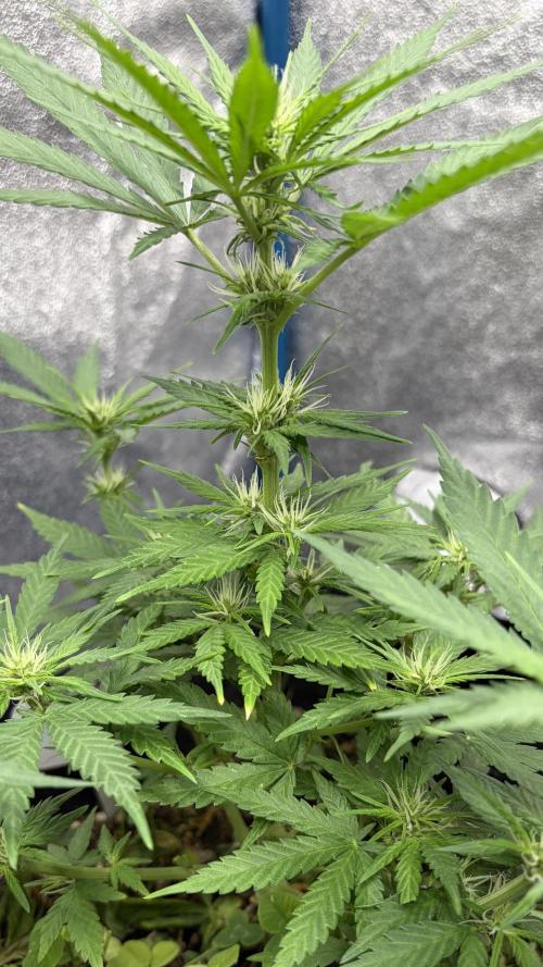 Afghan Kush. Week 7