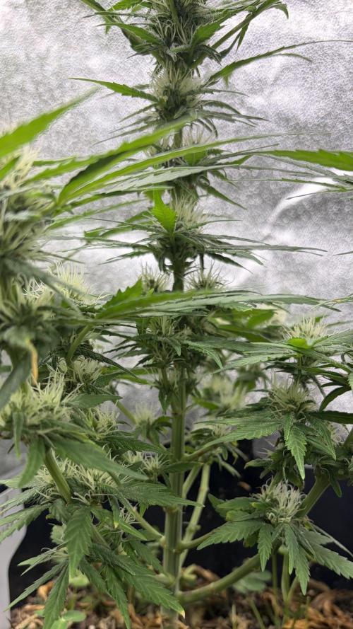 Afghan Kush. Week 9
