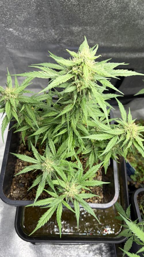 Afghan Kush. Week 10