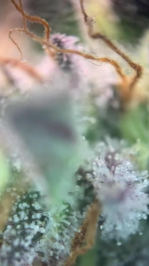 Seriotica SeriousSeeds OpenGrowBox Run