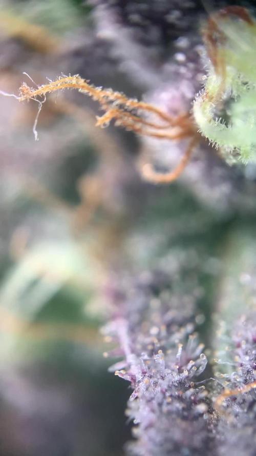 Seriotica SeriousSeeds OpenGrowBox Run