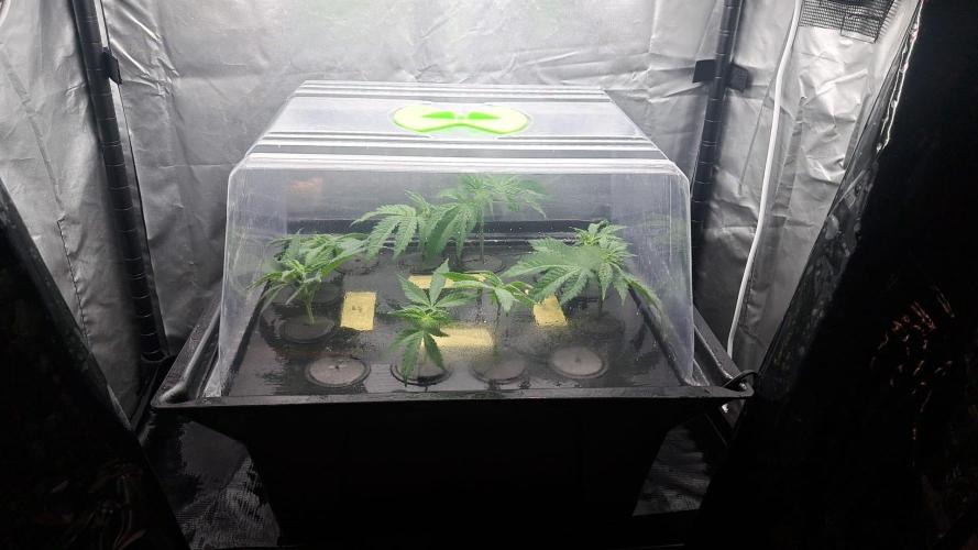 Pure Skunk Go Fast. Week 0 - With humidity Dome