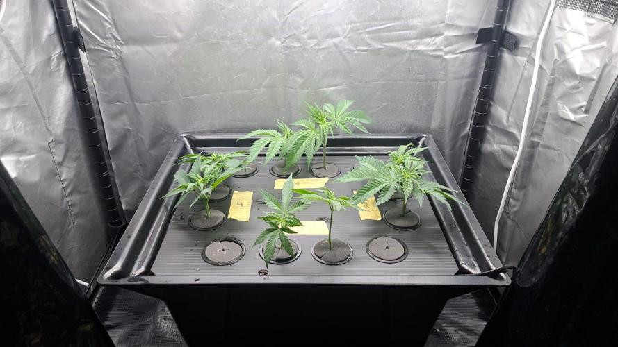 Pure Skunk Go Fast. Week 0 - This was the moment I Cloned 4 different Phenos 1-4 