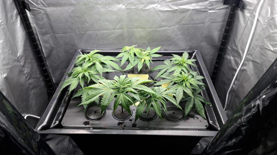 Pure Skunk Go Fast. Week 2 - 5.11