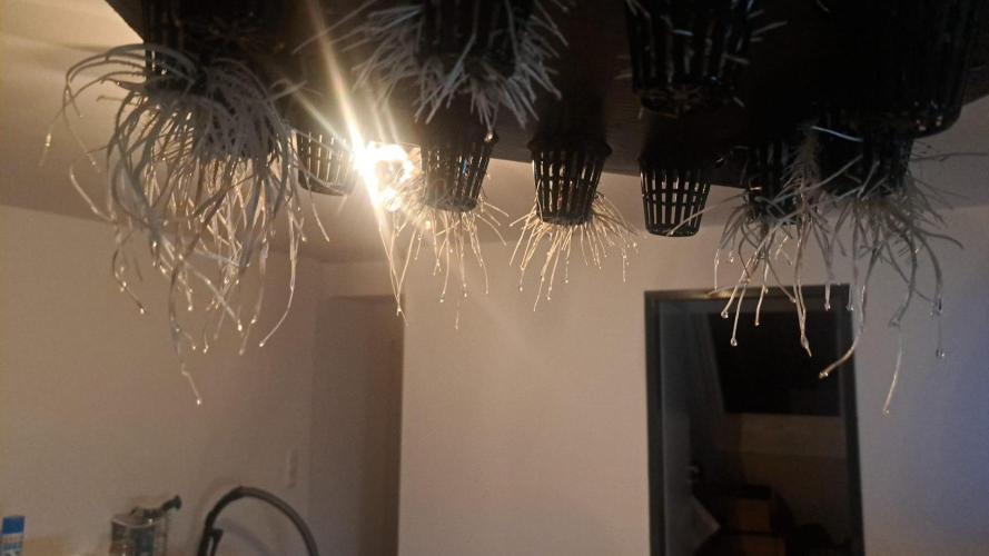 Pure Skunk Go Fast. Week 2 - 9.11