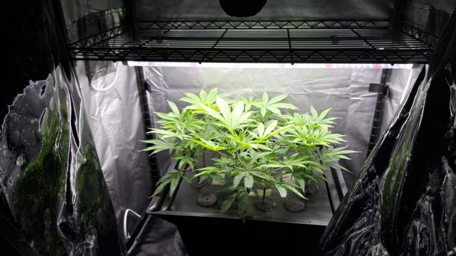 Pure Skunk Go Fast. Week 3 - 16.11