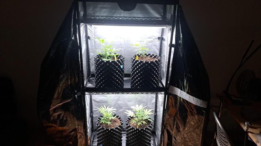 Pure Skunk Go Fast. Week 3 - 20.11