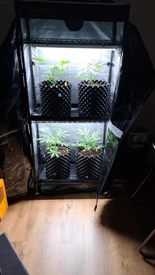 Pure Skunk Go Fast. Week 4 - 24.11

Day 25
