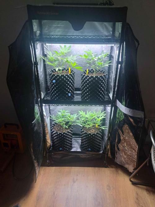 Pure Skunk Go Fast. Week 4 - 28.11

Day 29