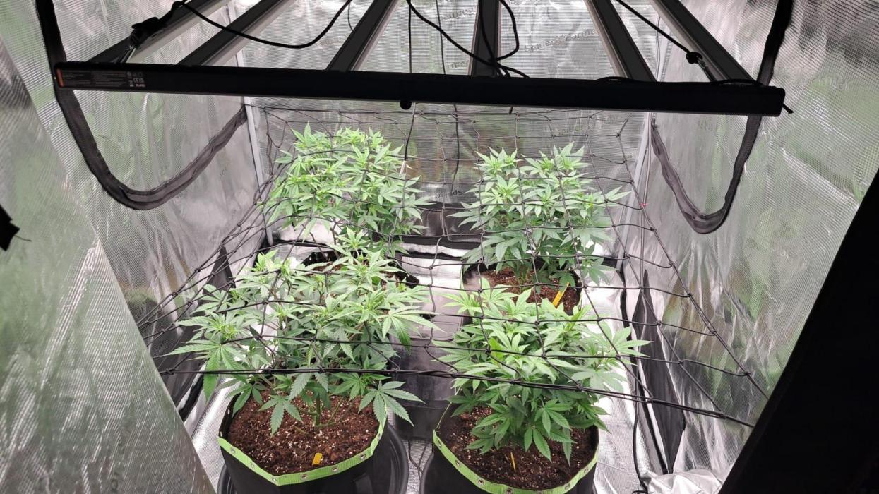 Pure Skunk Go Fast. Week 8 - 28.12.

60 Days