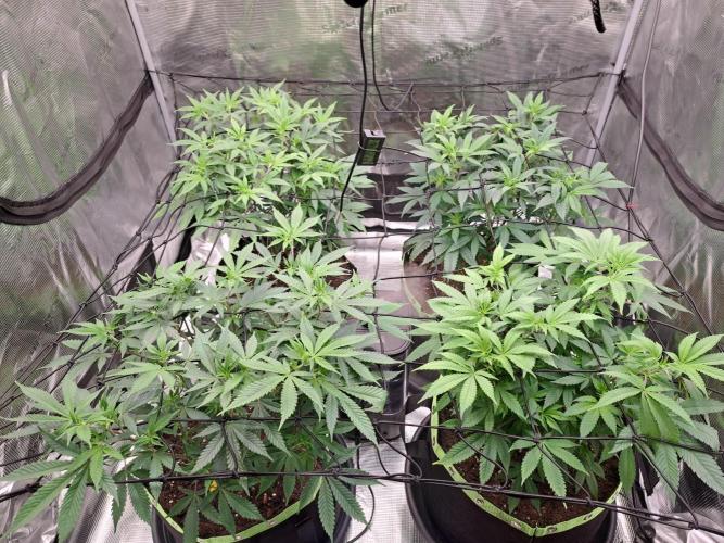 Pure Skunk Go Fast. Week 9 - Day 65

1.1.26