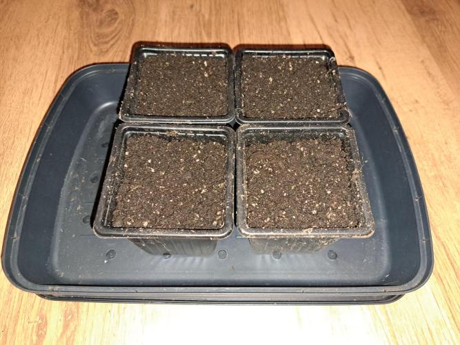 Purple Kush. Week 0 - 4.1.26 Transplanted