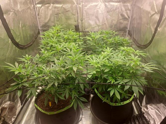 Pure Skunk Go Fast. Week 9 - Day 69   

5.1.26