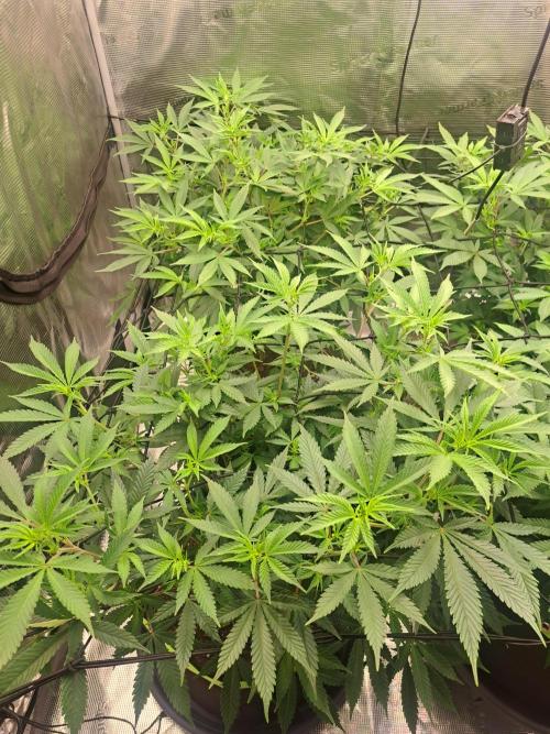 Pure Skunk Go Fast. Week 10 - 7.1.26 left side