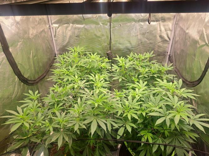 Pure Skunk Go Fast. Week 10 - 7.1.26