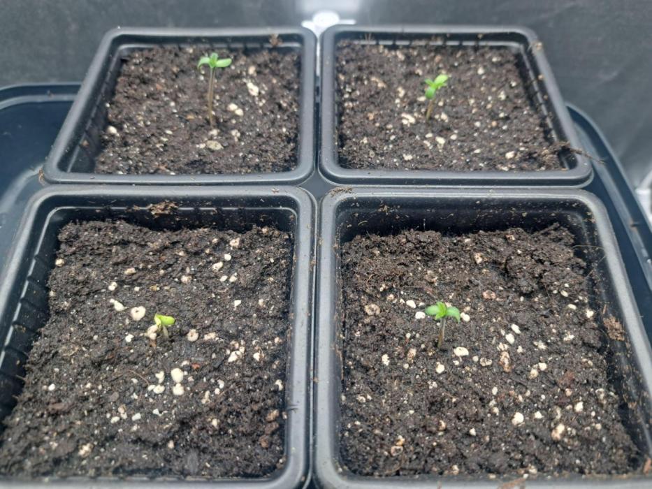 Purple Kush. Week 1 - 7.1.26 

Day 1