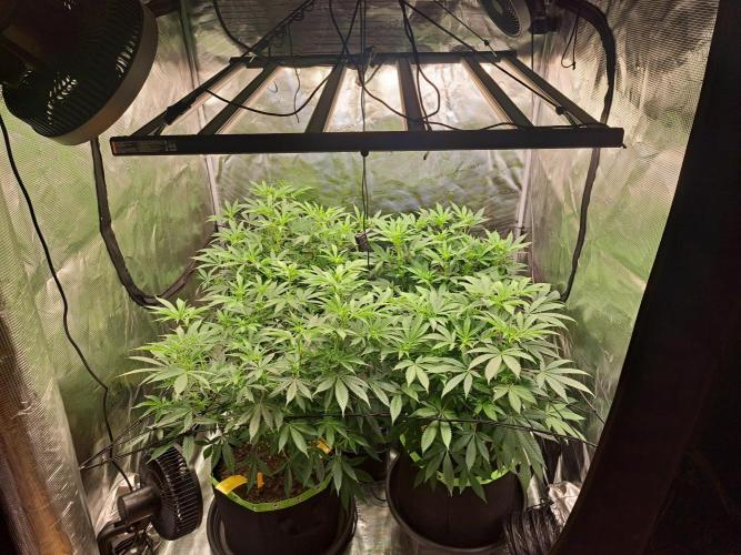 Pure Skunk Go Fast. Week 10 - 11.1.26 before fan leaves