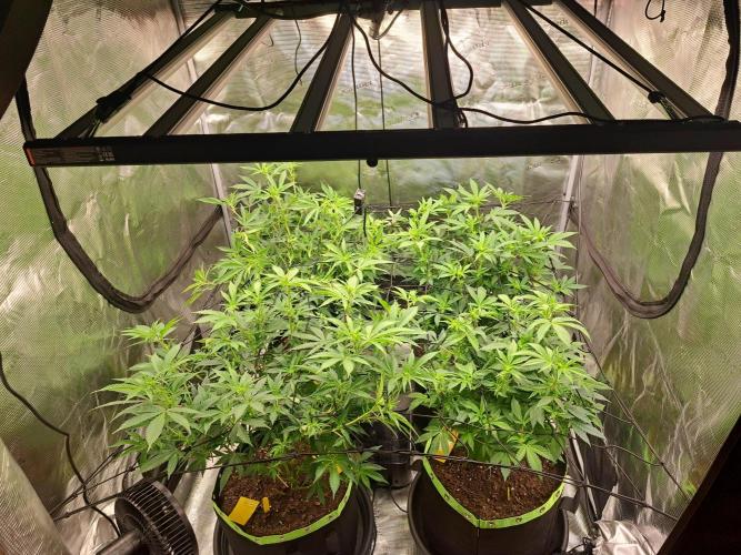 Pure Skunk Go Fast. Week 10 - 11.1.26 after fan leaves - light scrog